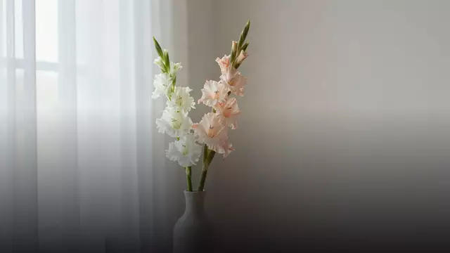 Почему вянут гладиолусы и как их оживить