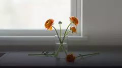 Почему вянут ранункулюсы и как их оживить