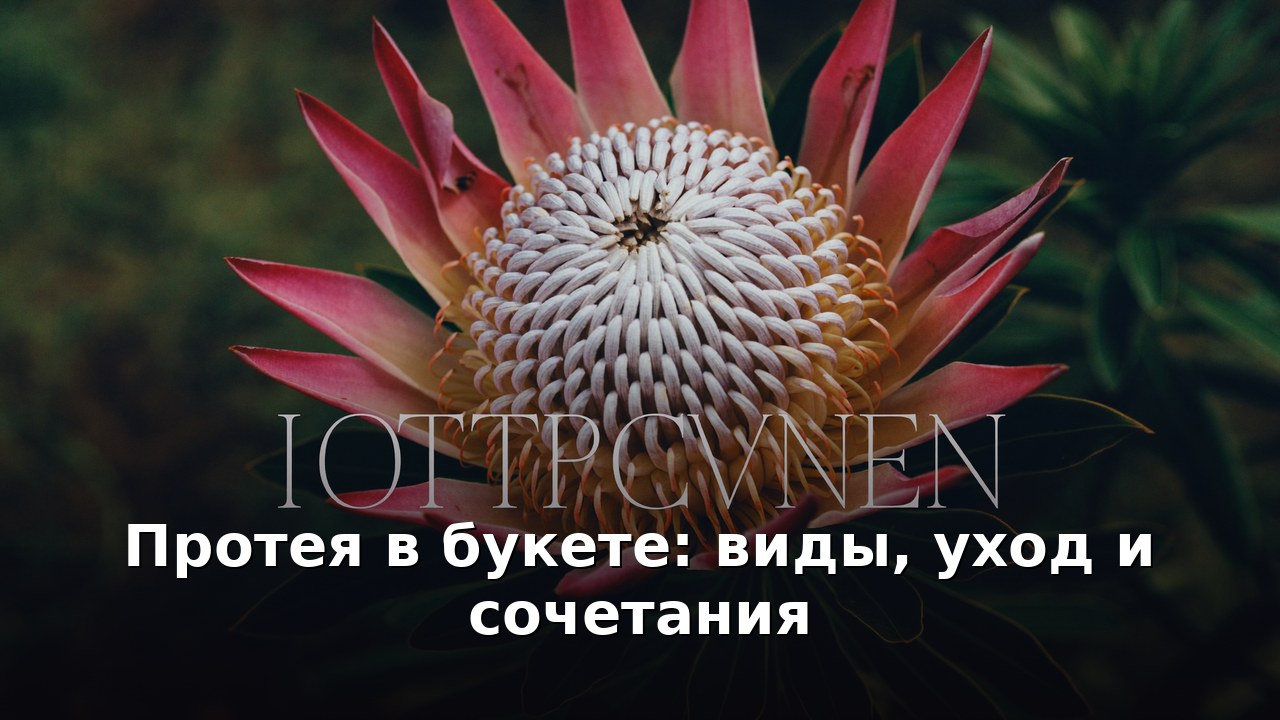Протея в букете: виды, уход и сочетания