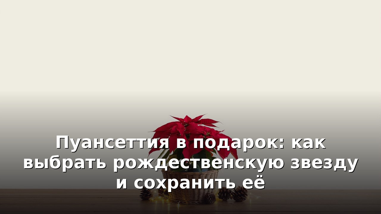 Пуансеттия в подарок: как выбрать рождественскую звезду и сохранить её