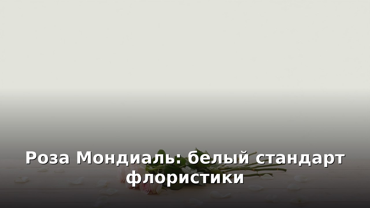 Роза Мондиаль: белый стандарт флористики