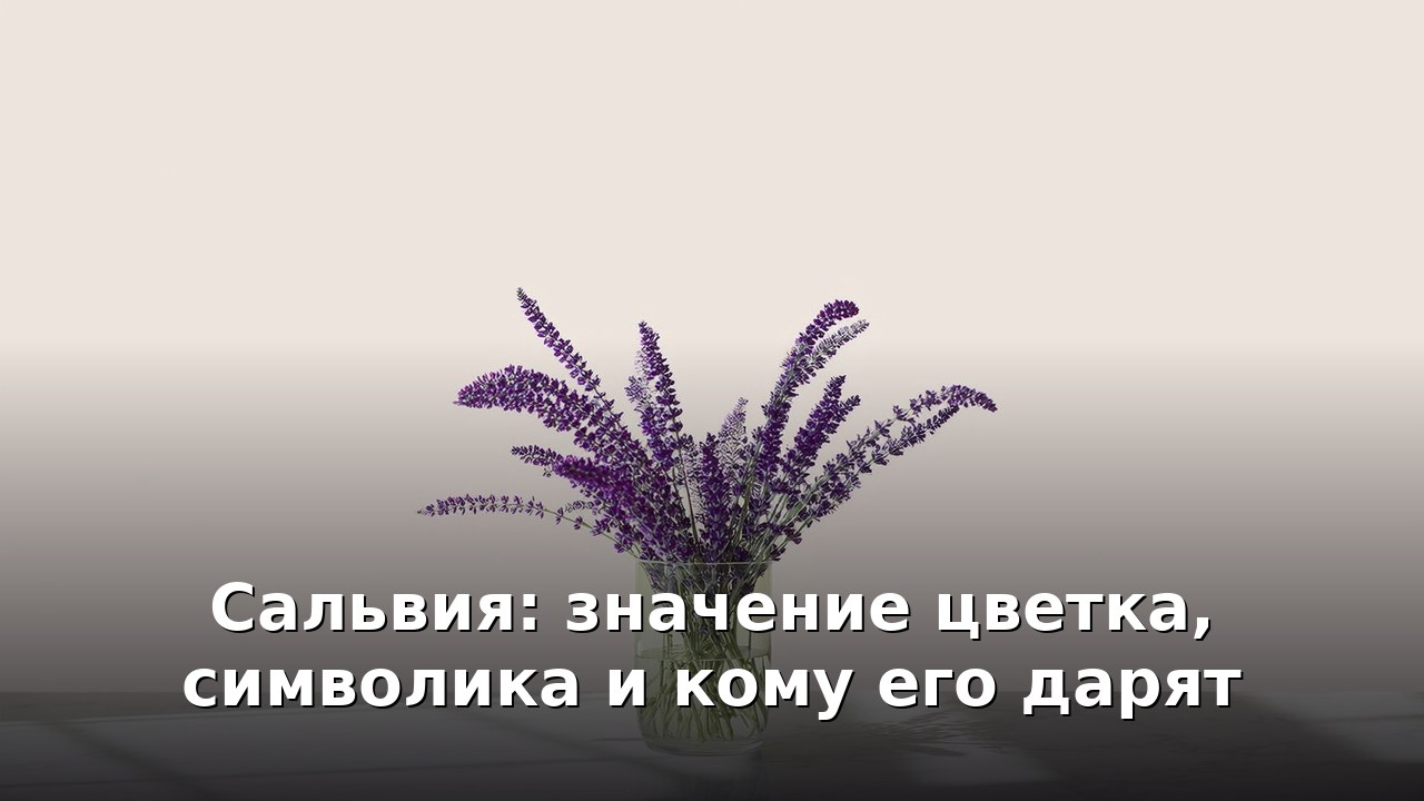 Сальвия: значение цветка, символика и кому его дарят