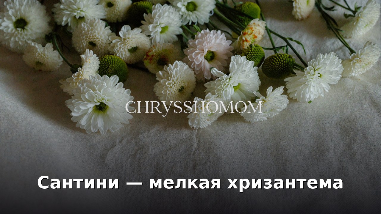 Сантини — мелкая хризантема