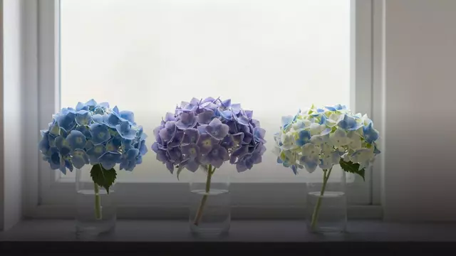 Сколько гортензий дарить: количество, размер и смысл