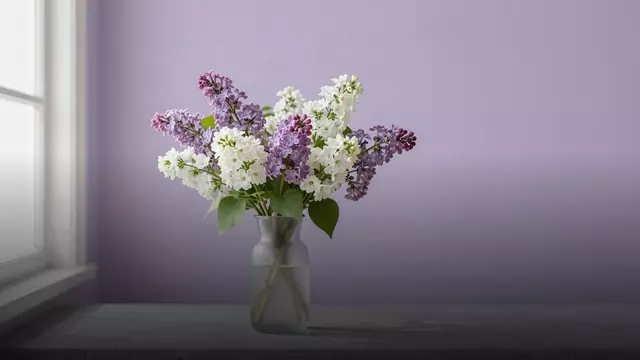 Сколько стоит букет из маттиол и от чего зависит цена