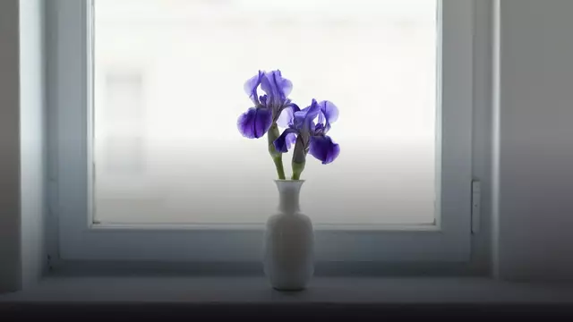 Сколько стоят ирисы в вазе и как продлить им жизнь