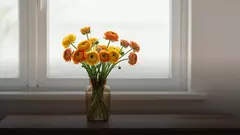 Сколько стоят ранункулюсы в вазе и как продлить им жизнь