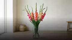 Какие бывают сорта гладиолусов: формы, оттенки и сроки
