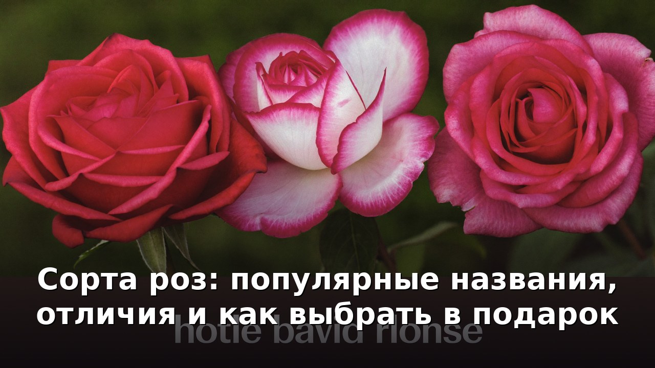 Сорта роз: популярные названия, отличия и как выбрать в подарок