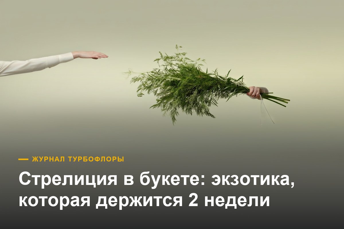 Стрелиция в букете — что за цветок и кому его дарят