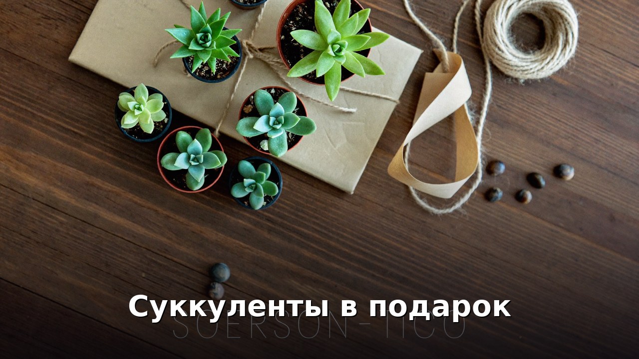 Суккуленты в подарок