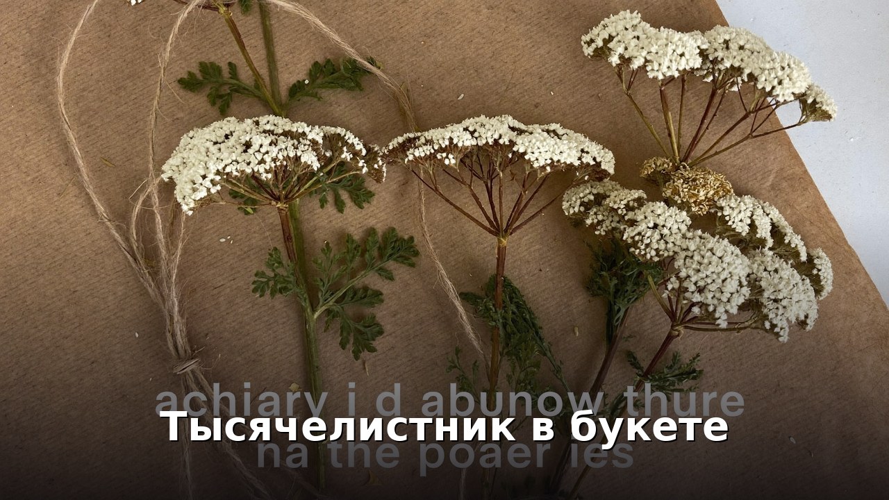 Тысячелистник в букете