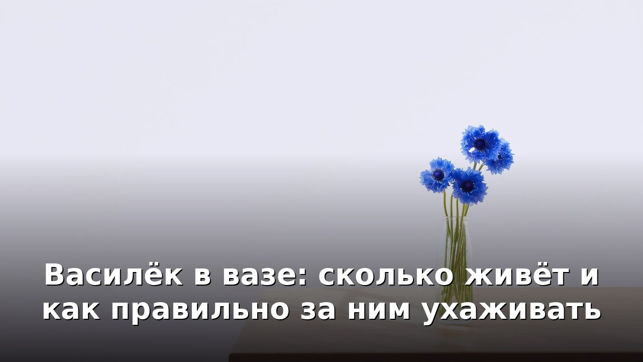 Василёк в вазе: сколько живёт и как правильно за ним ухаживать