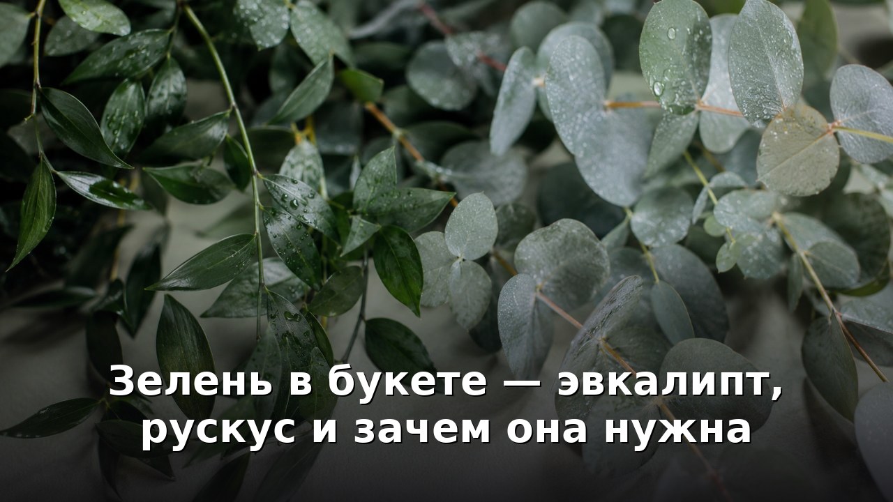 Зелень в букете — эвкалипт, рускус и зачем она нужна