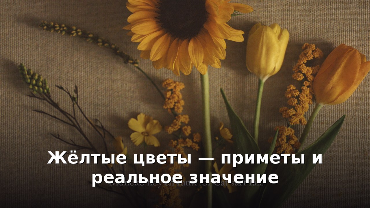 Жёлтые цветы — приметы и реальное значение