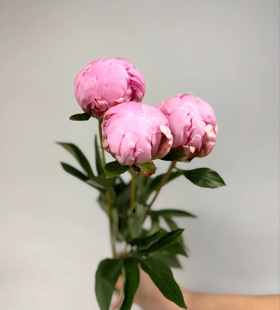 Bouquet of 3 pink peonies
