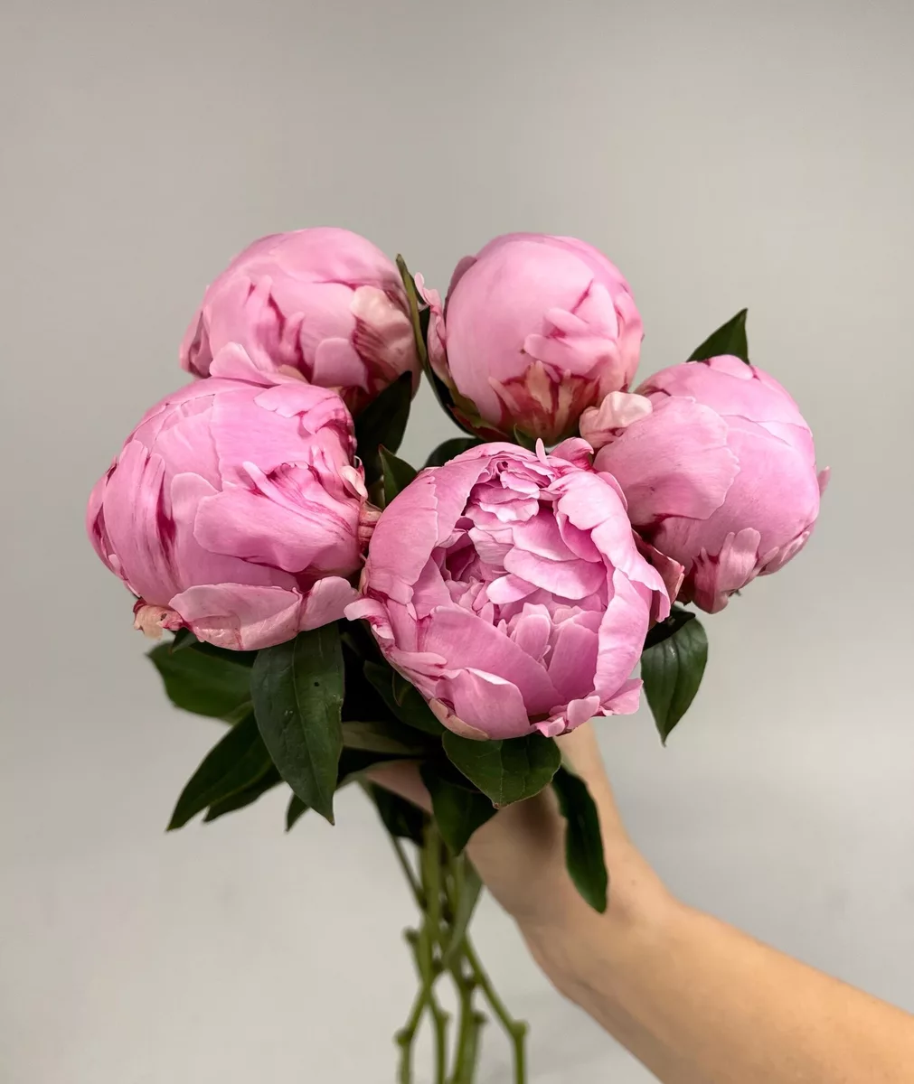Bouquet of 5 pink peonies