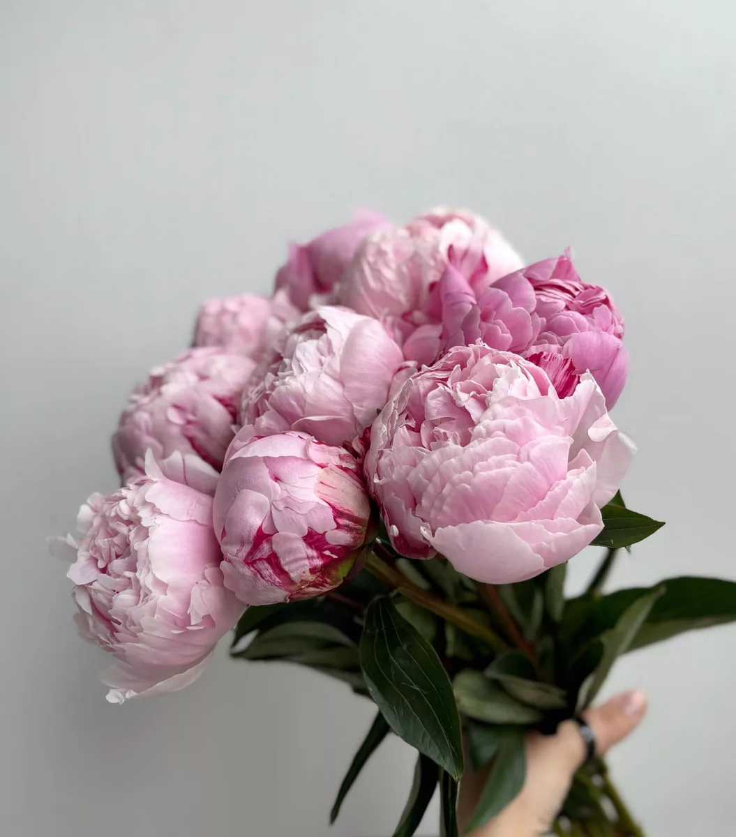 Bouquet of 9 pink peonies