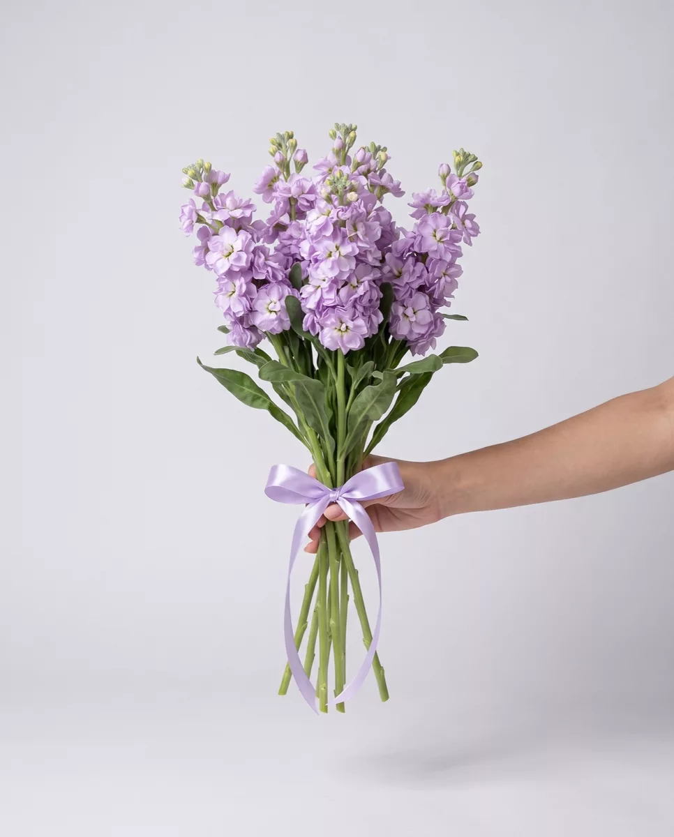 Bouquet of 7 purple matthiola