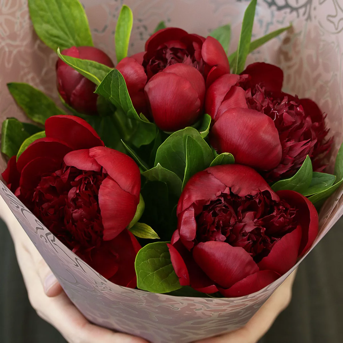 Bouquet of 5 burgundy peonies
