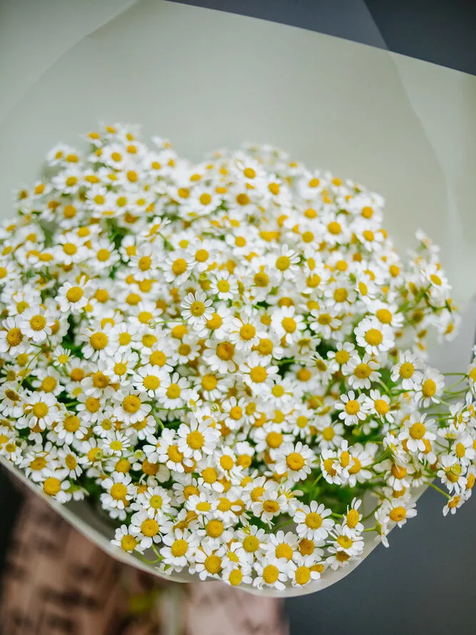 Bouquet of 25 white daisies