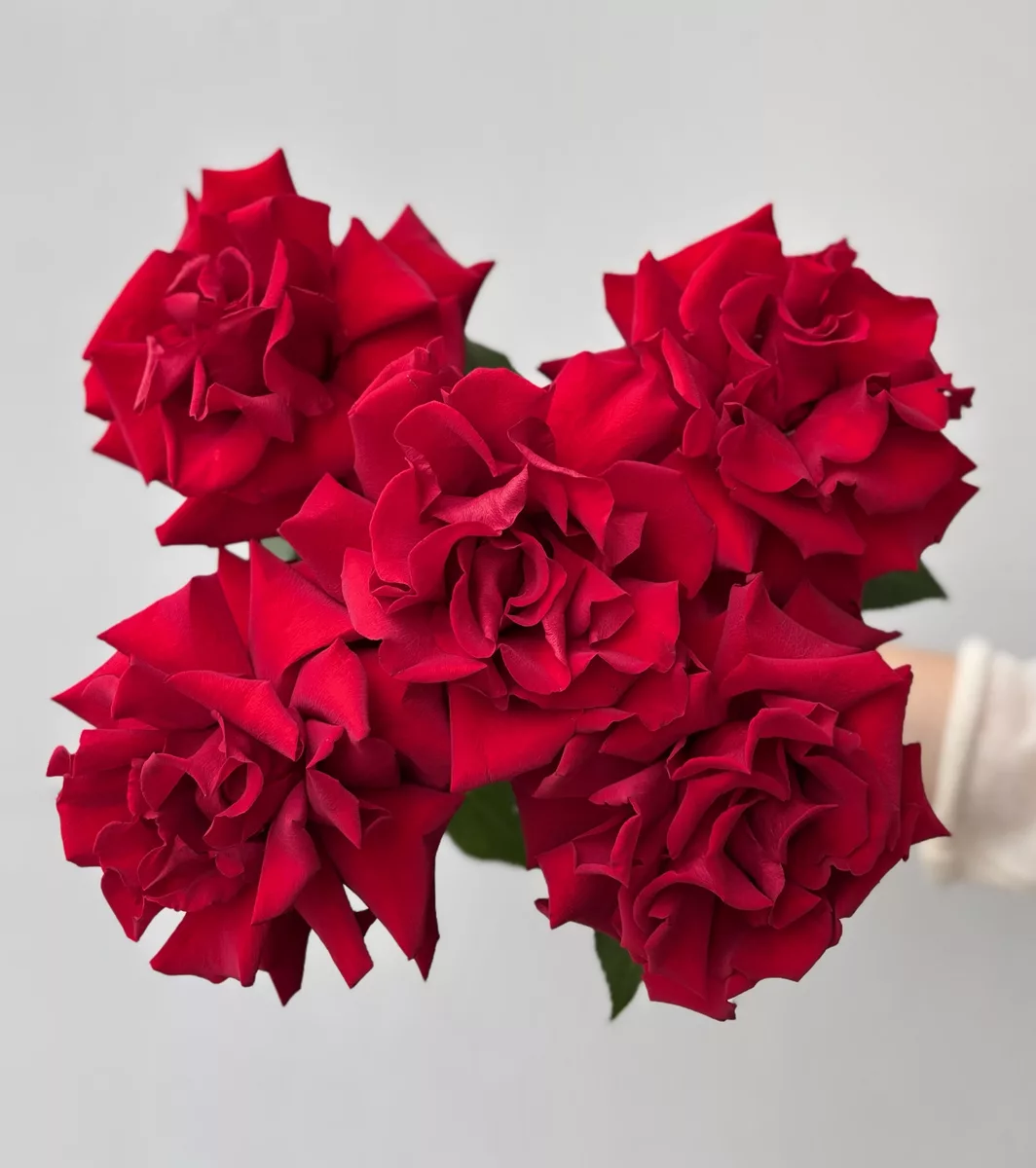 Bouquet of 5 red French roses, 50 cm