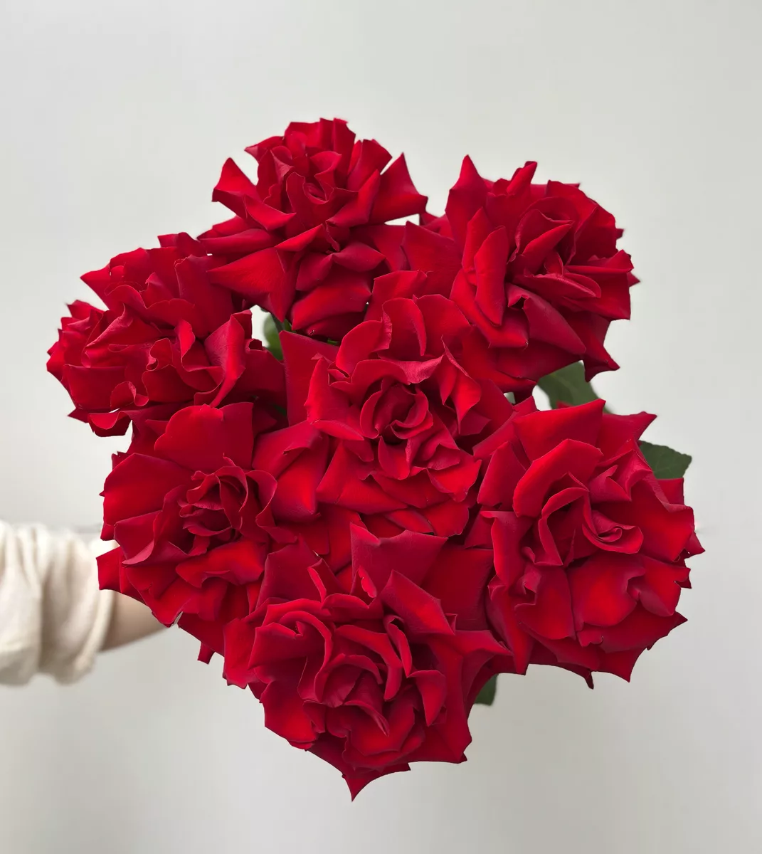 Bouquet of 7 red French roses, 50 cm