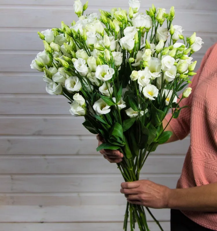 Bouquet of 15 white eustoma