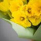 Букет из 15 желтых нарциссов