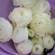 Букет из 9 белых ранункулюсов