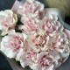 Букет из 9 розовых Французских роз