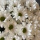 Букет 7 белых хризантем