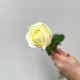 Цветы розы белые 1 шт высота 60 см, цветы на праздник, букет живых цветов, Россия