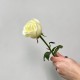 Цветы розы белые 1 шт высота 60 см, цветы на праздник, букет живых цветов, Россия
