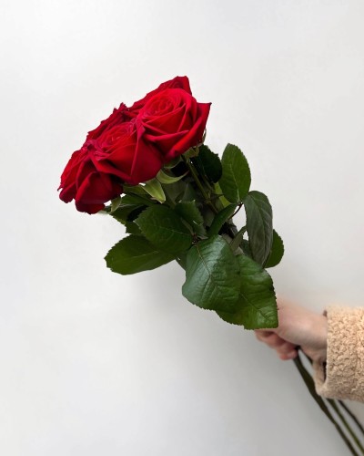 Букет красных роз 5 шт 60 см, цветы на день рождения, букет живых цветов, Россия Букет красных роз 5 шт 60 см, цветы на день рождения, букет живых цветов, Россия