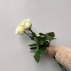 Букет из 3 белых роз высота 60 см, букет живых цветов, Россия