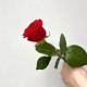 Цветы розы красные 1 шт ко дню рождения высота 50 см, букет живых цветов, Россия