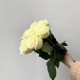 Букет из 7 белых роз высота 50 см, букет живых цветов, Россия