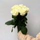 Букет из 9 белых роз 50 см, букет цветов ко дню рождения, букет живых цветов, Россия