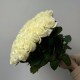 Большой букет белых роз 67 шт, красивый букет цветов 60 см, букет живых цветов, Россия