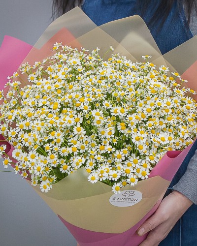 Букет 51 ромашка кустовая кустовая Букет 51 ромашка кустовая кустовая