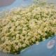 Букет 101 ромашка кустовая кустовая