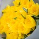 Букет из 25 желтых нарциссов