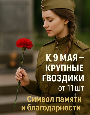 Живые цветы поштучно, гвоздики, красные, подарок для ветеранов