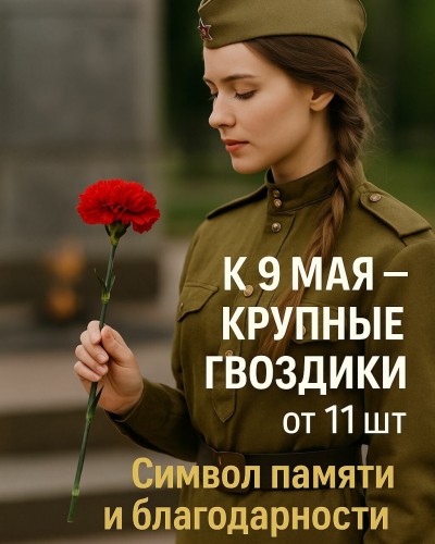 Живые цветы поштучно, гвоздики, красные, подарок для ветеранов Живые цветы поштучно, гвоздики, красные, подарок для ветеранов