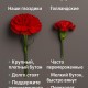 Живые цветы поштучно, гвоздики, красные, подарок для ветеранов