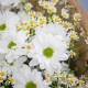 Букет из хризантема и ромашка кустовая