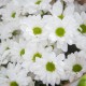 Букет из 9 кустовых хризантем в крафте